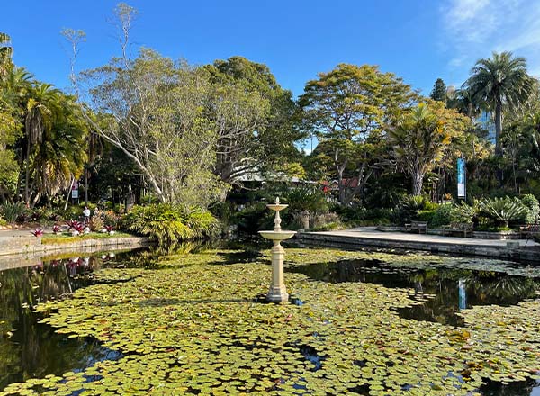A pond and bird bath in Sydney's Botanic Gardens