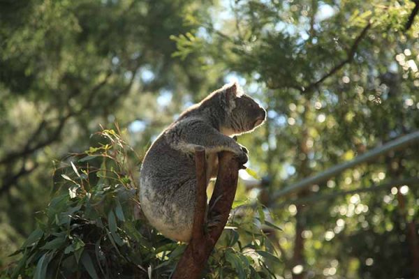 A wild Koala in the heritage-listed Blue Mountains National Park