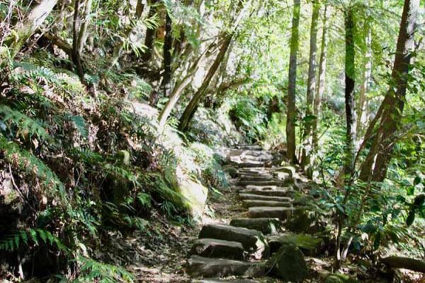 A walking track in the heritage-listed Blue Mountains National Park