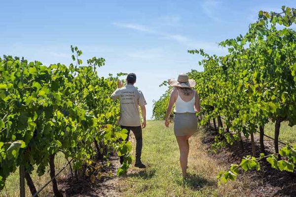 A winemaker and a guest walking through the vines of Briar Ridge Estate in the Hunter Valley.