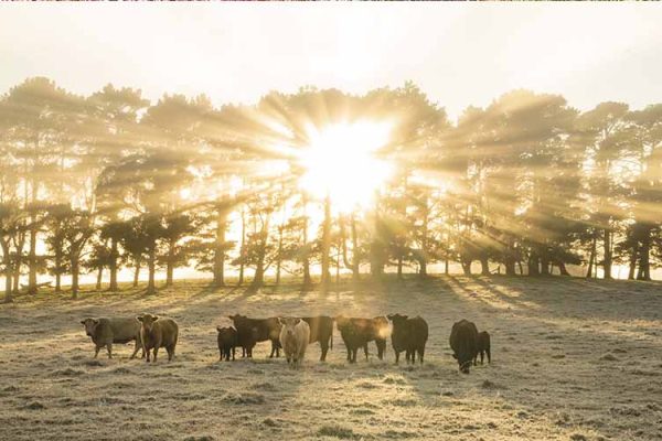 Sunlight streaming through trees in a cow paddock