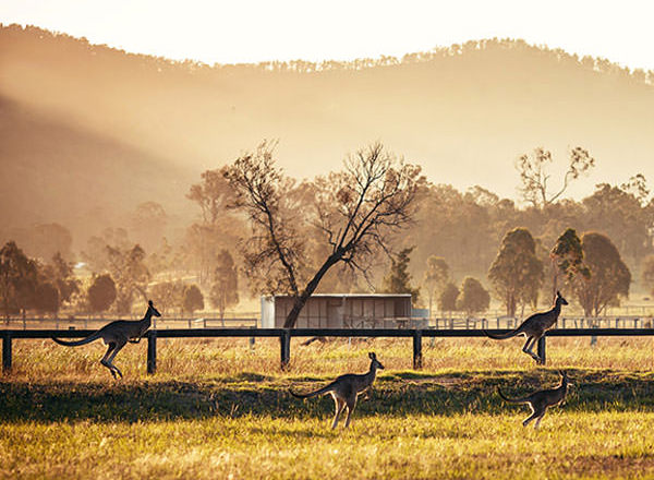 Image of kangaroos in dawn light on your Hunter Valley Private Tour
