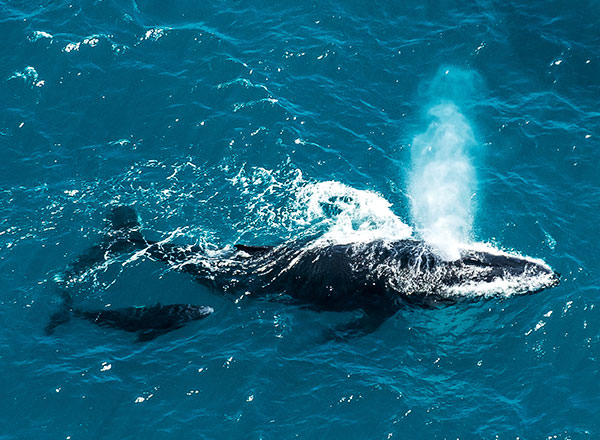 An image of a whale on your Sydney Whale Watching tour